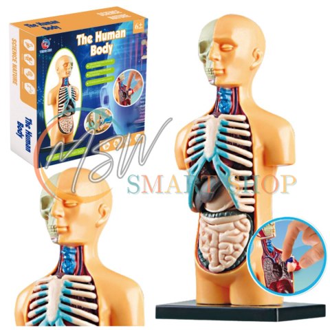 Model Anatomiczny Edukacyjny Ciało Ludzkie Narządy Model Anatomiczny Edukacyjny Ciało Ludzkie Narządy