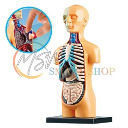 Model Anatomiczny Edukacyjny Ciało Ludzkie Narządy