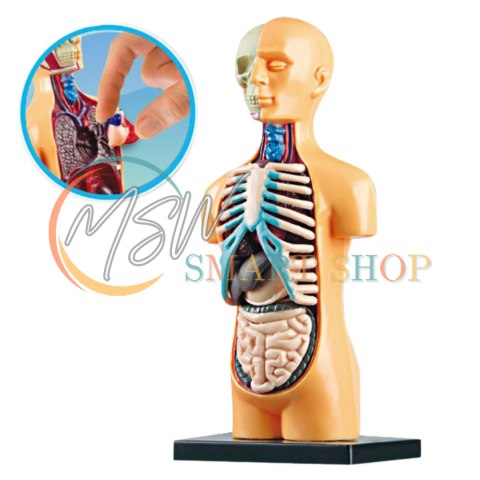 Model Anatomiczny Edukacyjny Ciało Ludzkie Narządy Model Anatomiczny Edukacyjny Ciało Ludzkie Narządy
