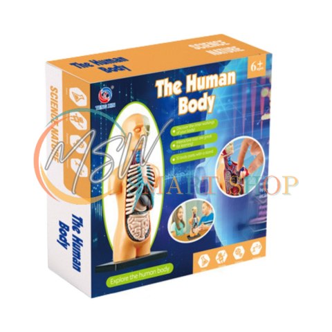 Model Anatomiczny Edukacyjny Ciało Ludzkie Narządy Model Anatomiczny Edukacyjny Ciało Ludzkie Narządy